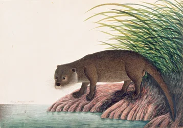 Otter, Brang-Brang, aus Zeichnungen von Tieren, Insekten und Reptilien aus Malakka, ca. 1805-18
